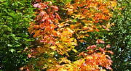 Bauernkuchl-Herbst-Genuss